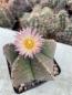 Preview: Astrophytum myriostigma